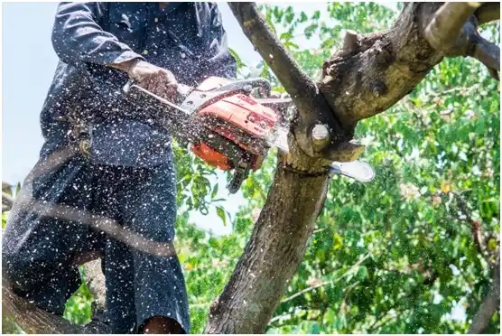tree services Haymarket